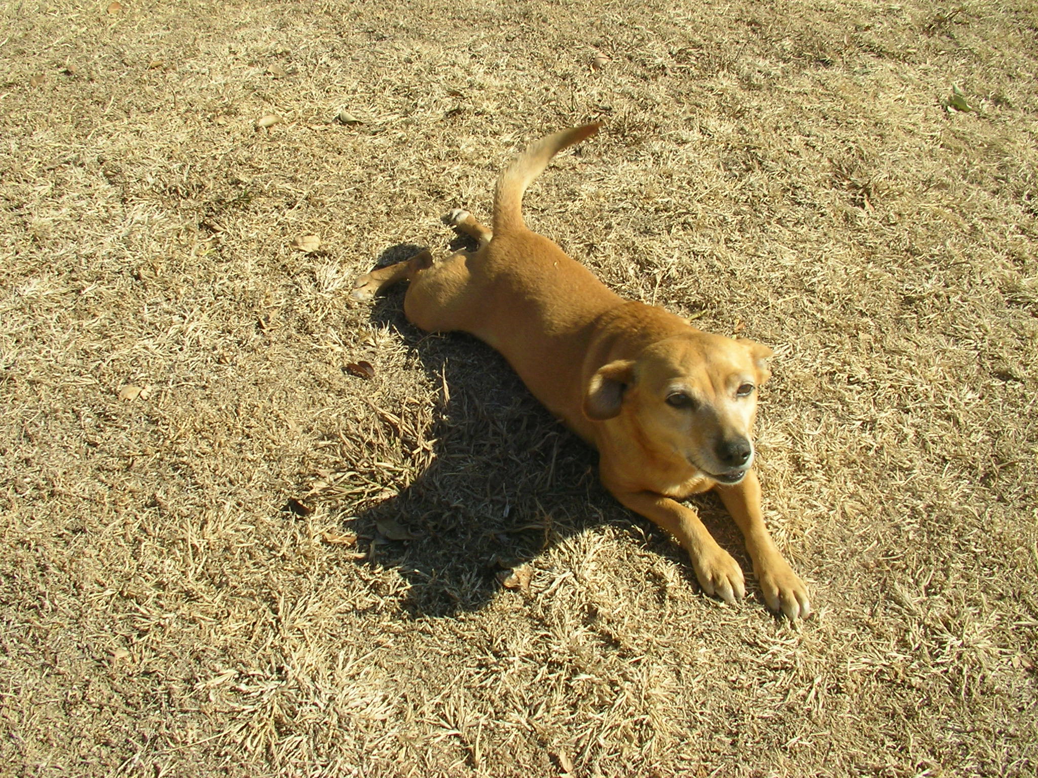 ein kleiner Hund- ganz gross